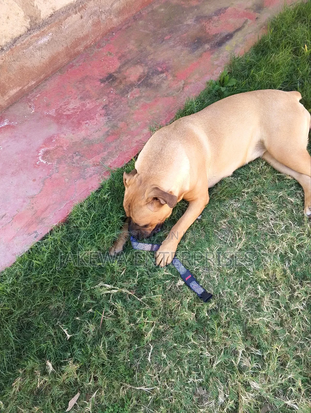 6-12 months Female Purebred Boerboel