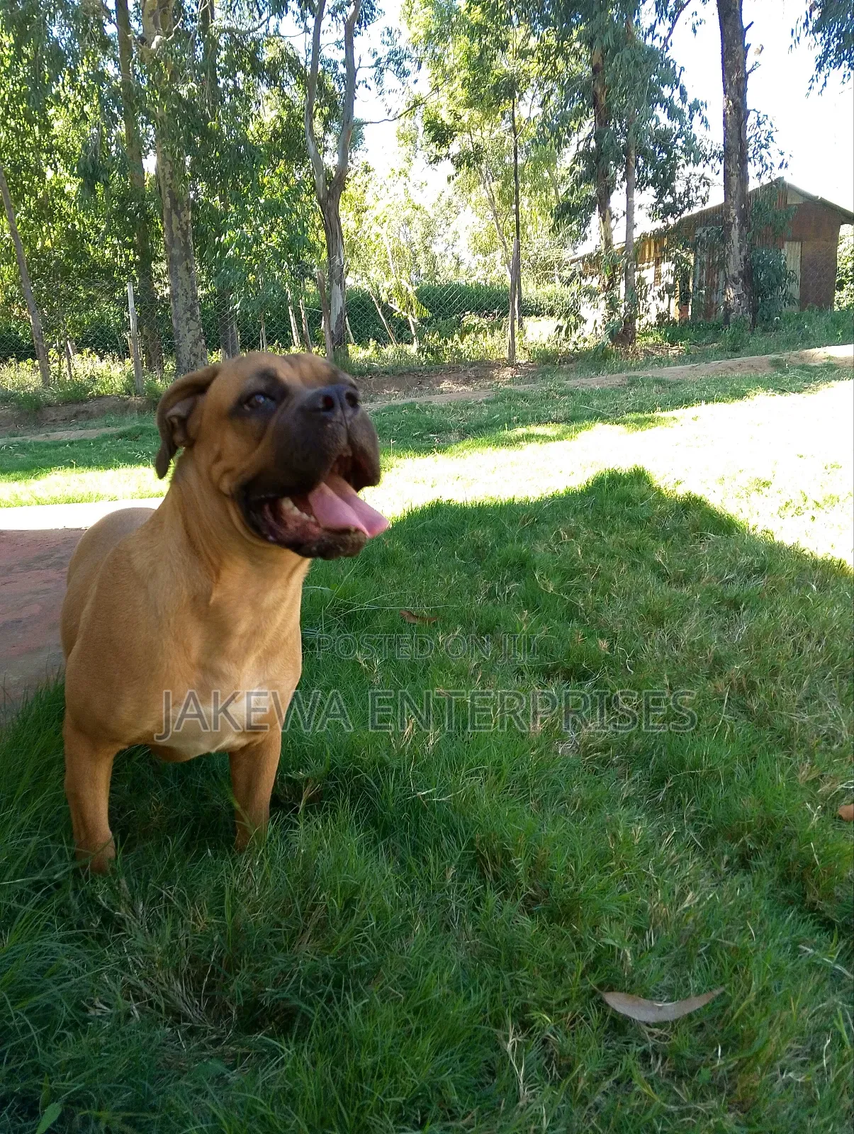 6-12 months Female Purebred Boerboel