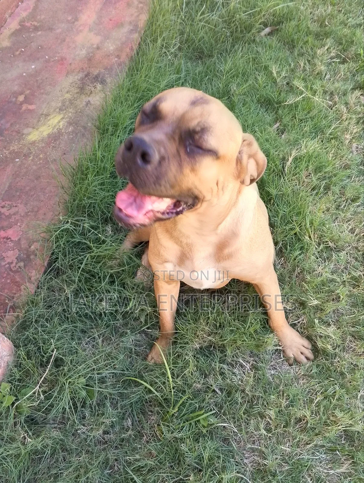 6-12 months Female Purebred Boerboel