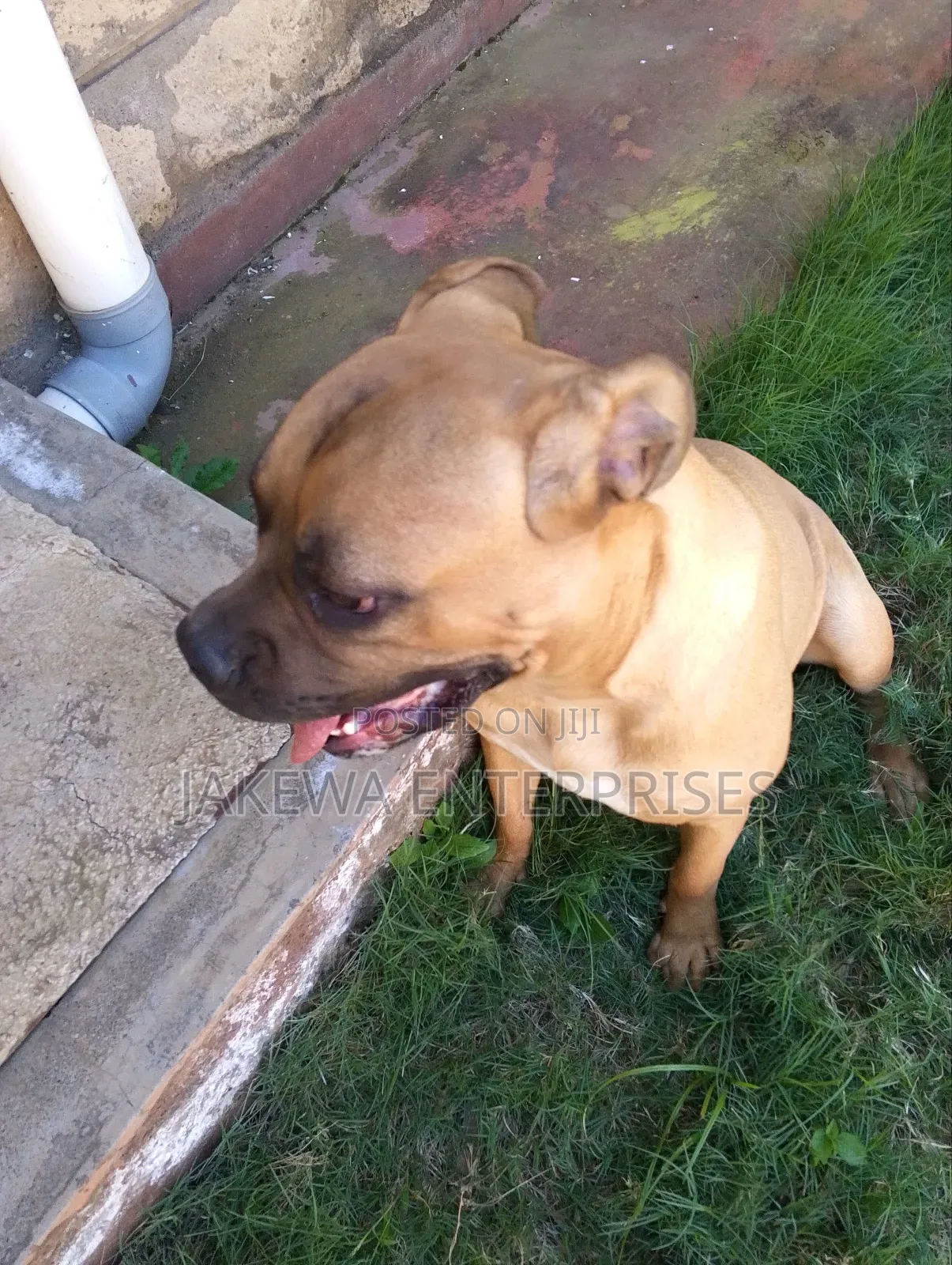 6-12 months Female Purebred Boerboel