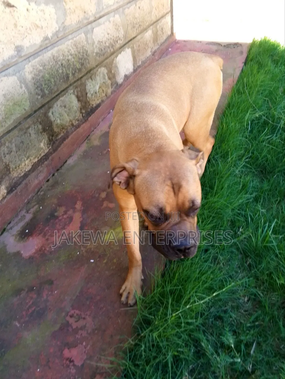 6-12 months Female Purebred Boerboel