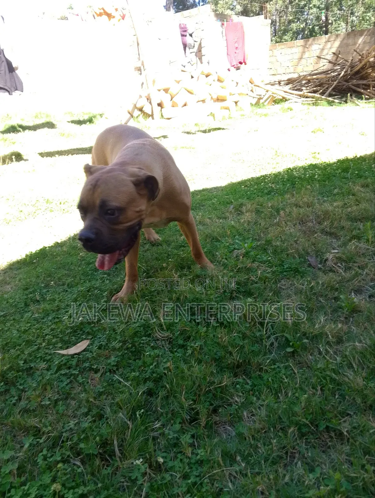 6-12 months Female Purebred Boerboel