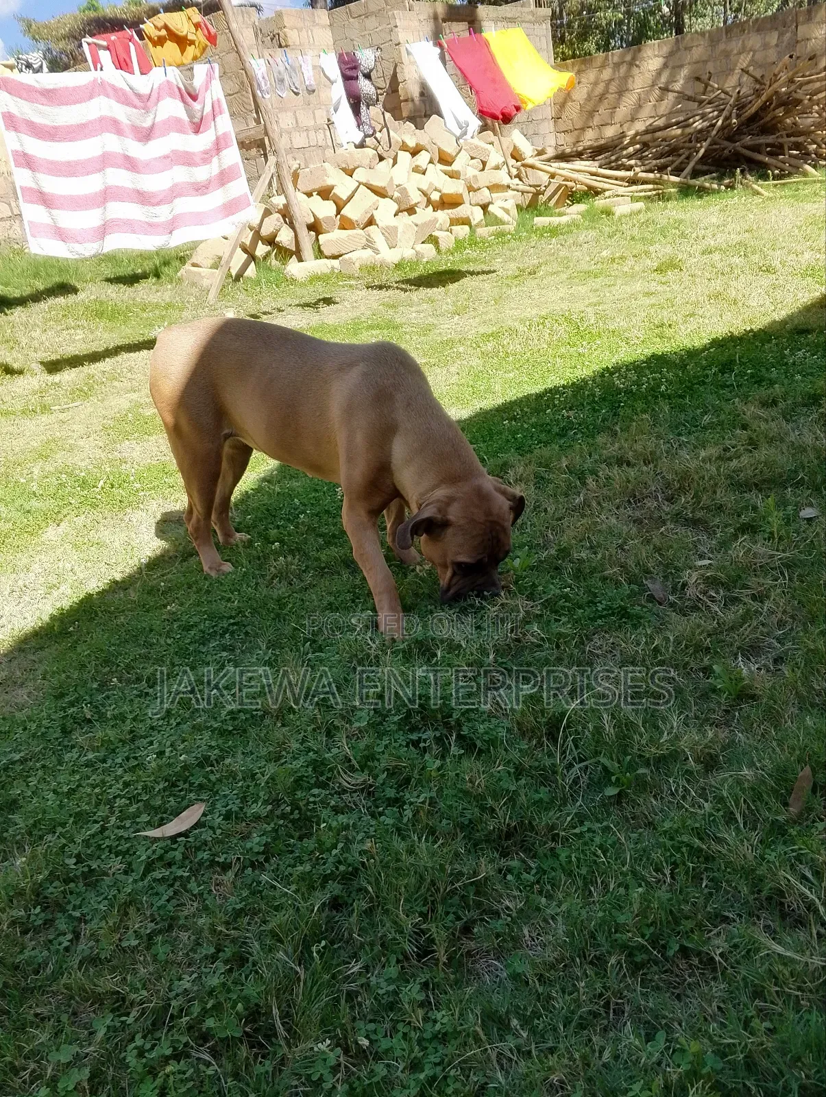6-12 months Female Purebred Boerboel