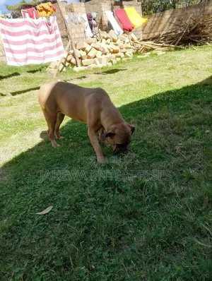 6-12 months Female Purebred Boerboel