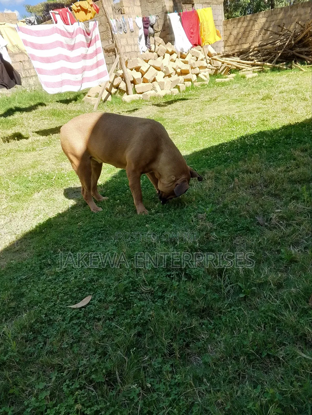 6-12 months Female Purebred Boerboel