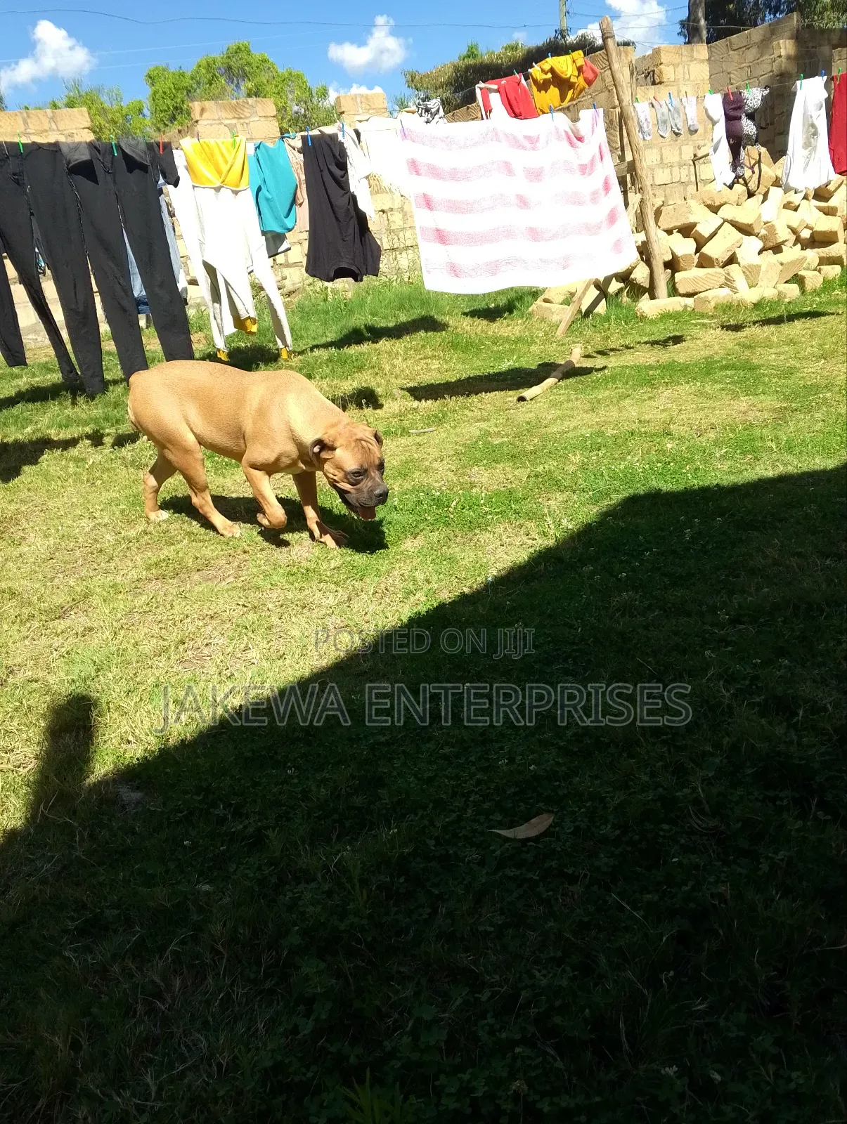 6-12 months Female Purebred Boerboel