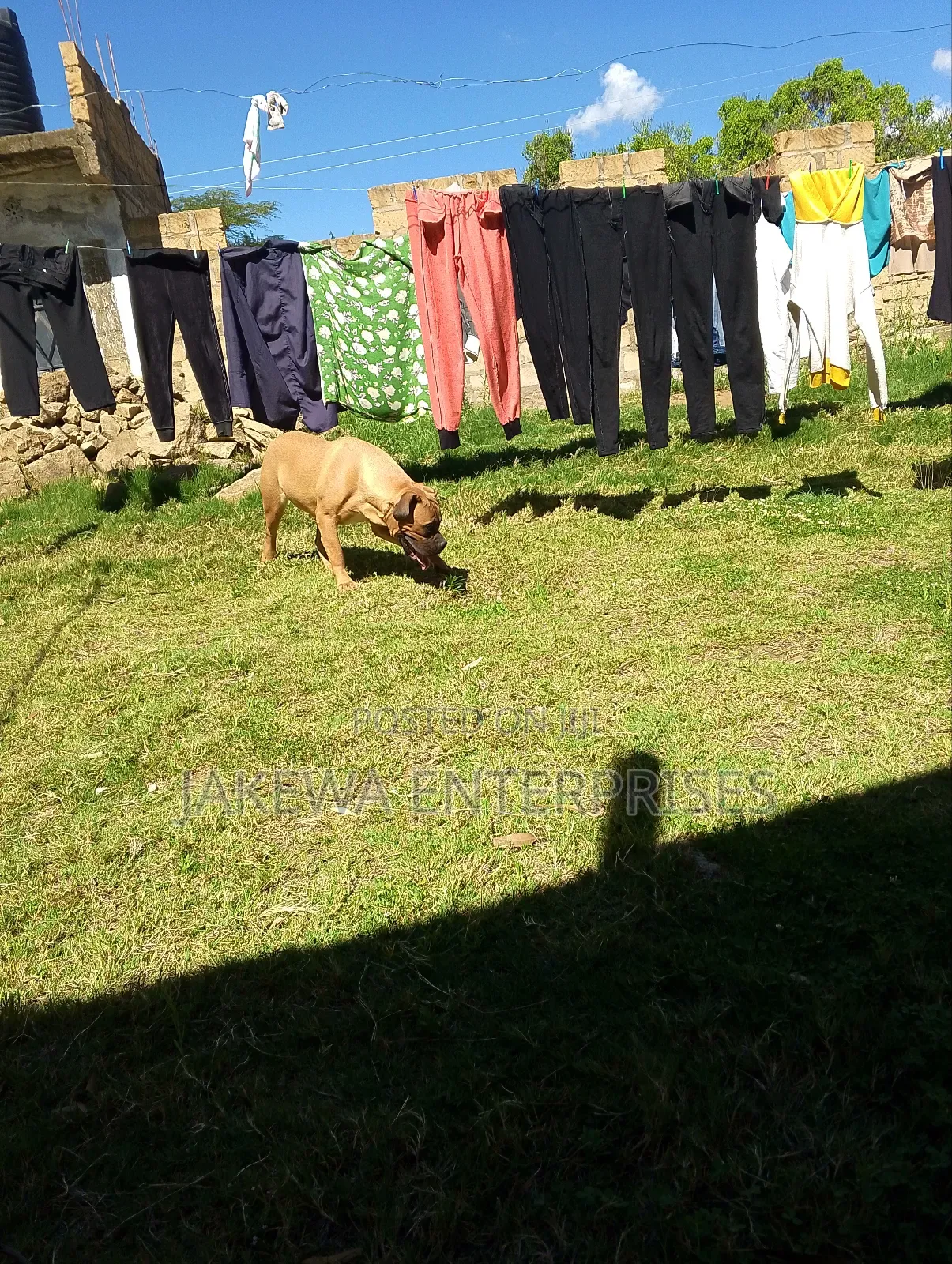 6-12 months Female Purebred Boerboel