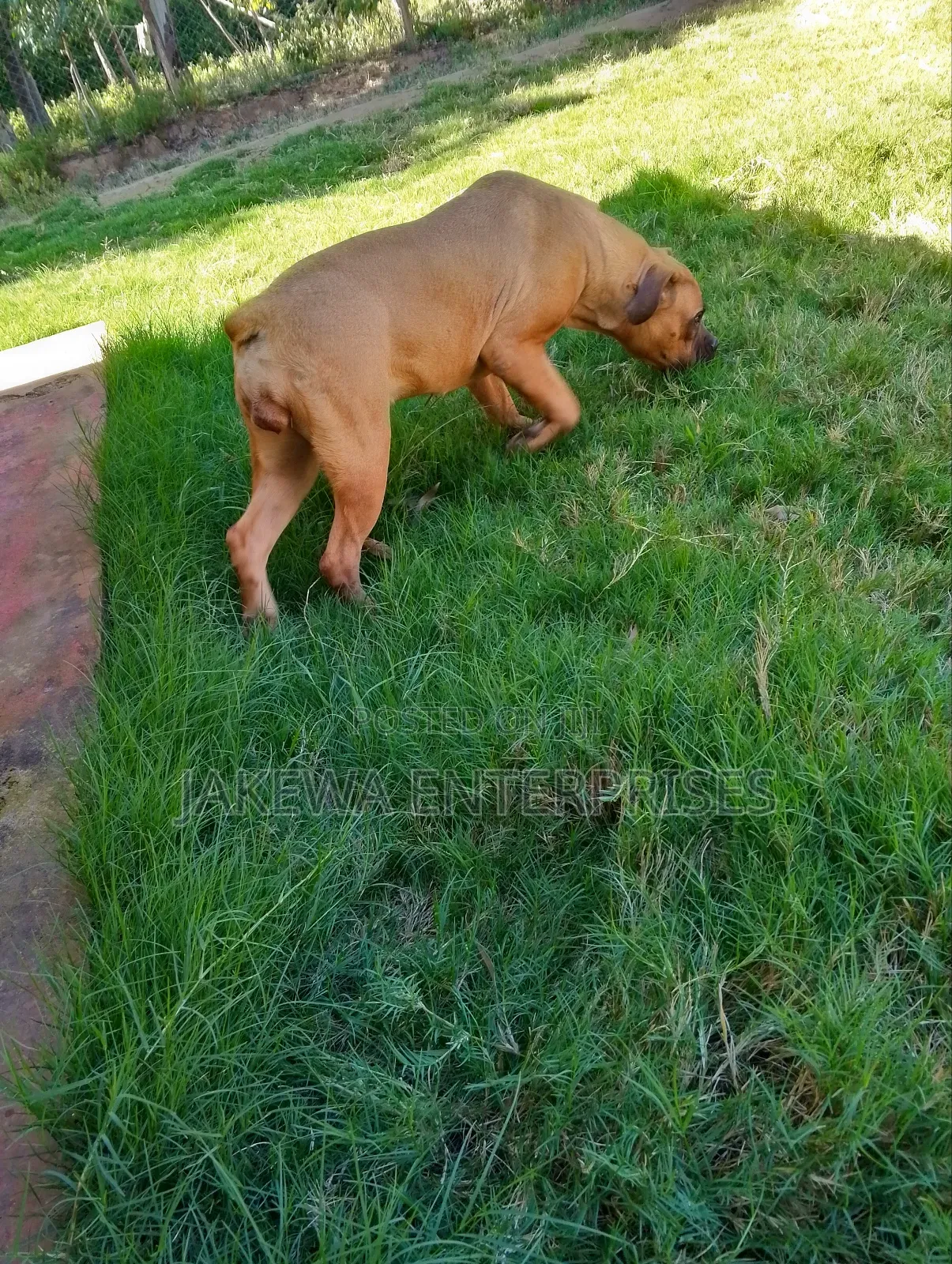 6-12 months Female Purebred Boerboel
