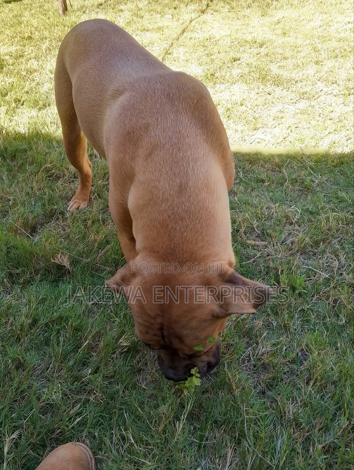 6-12 months Female Purebred Boerboel