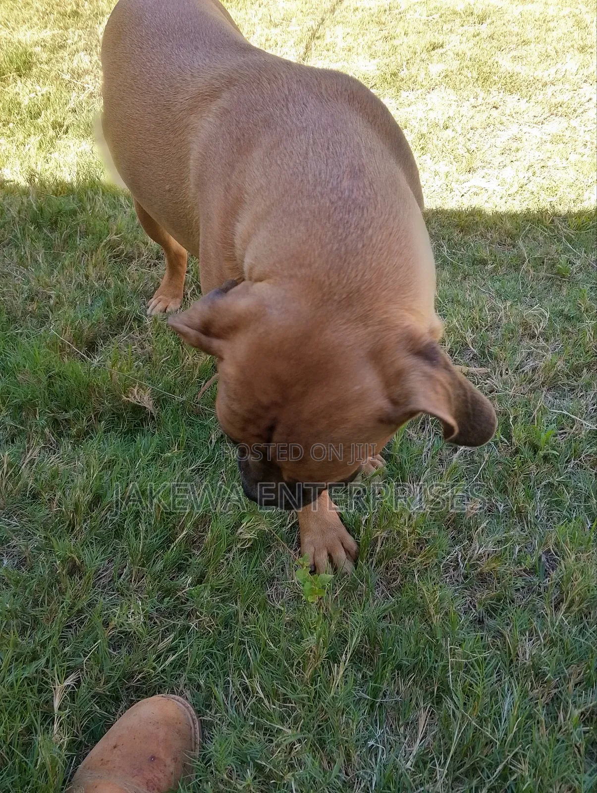 6-12 months Female Purebred Boerboel