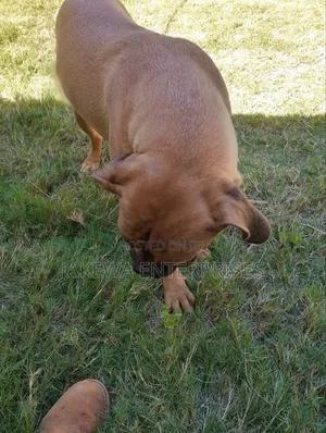 6-12 months Female Purebred Boerboel