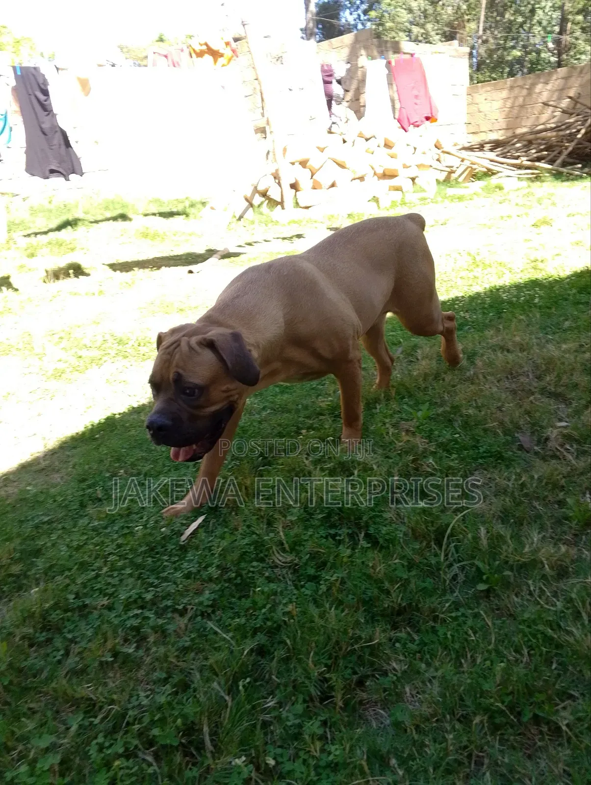 6-12 months Female Purebred Boerboel