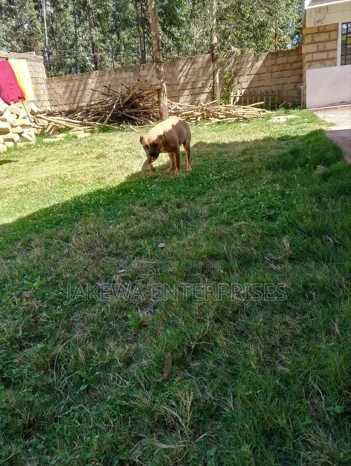 6-12 months Female Purebred Boerboel