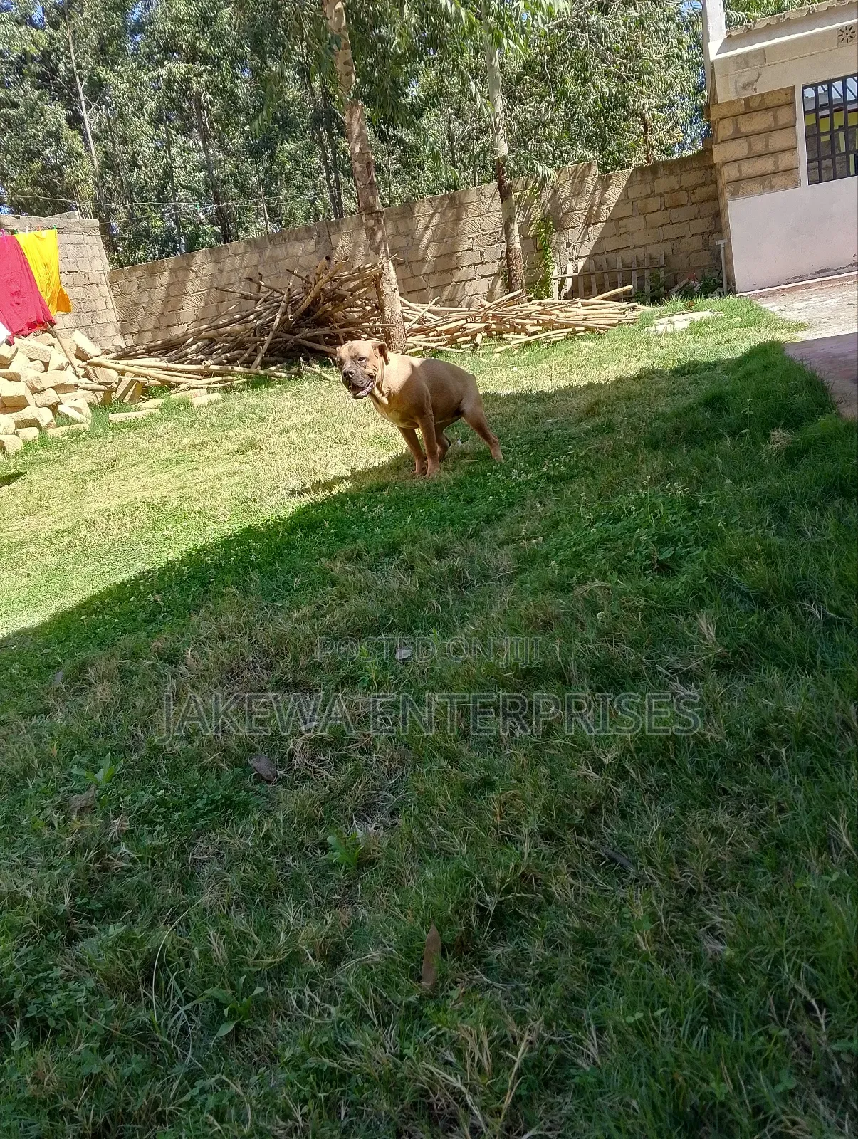 6-12 months Female Purebred Boerboel