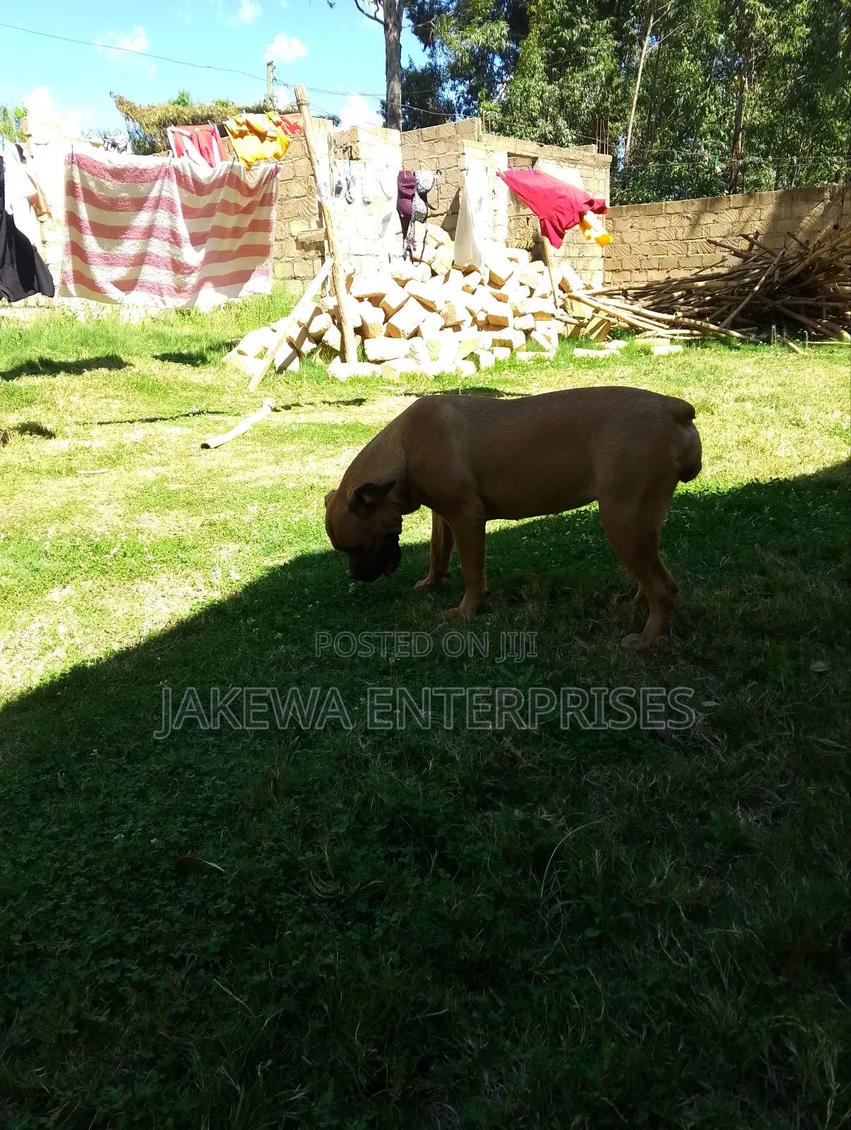 6-12 months Female Purebred Boerboel