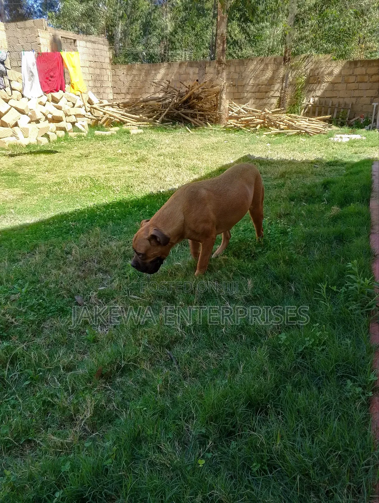 6-12 months Female Purebred Boerboel