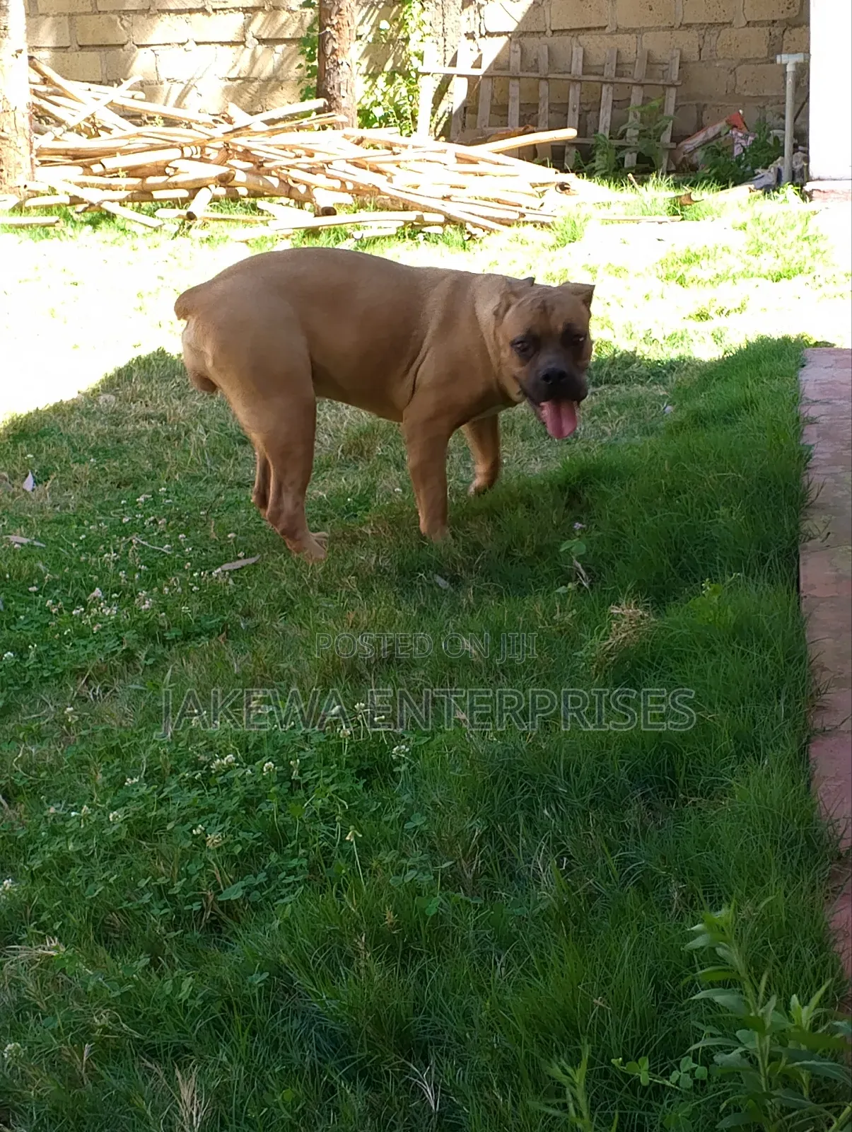 6-12 months Female Purebred Boerboel