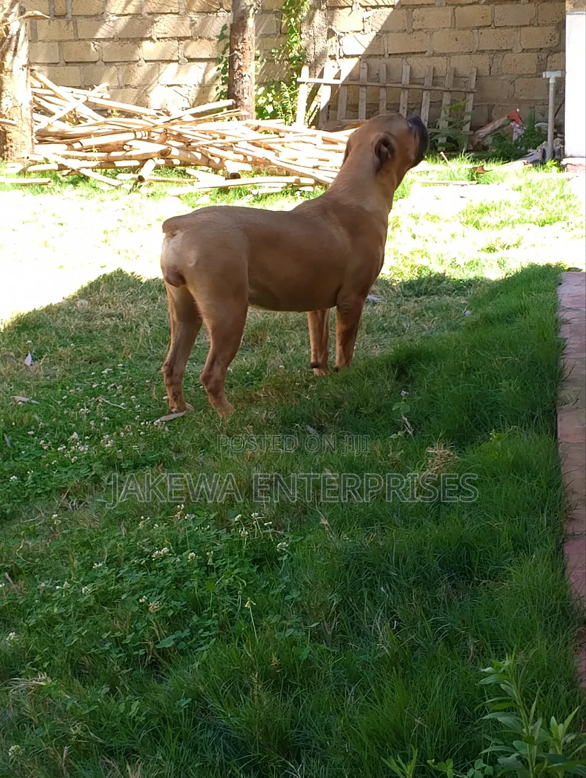 6-12 months Female Purebred Boerboel