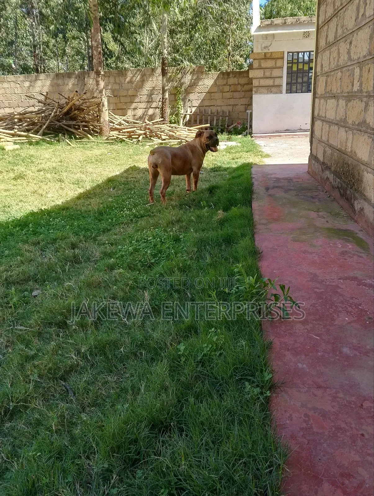 6-12 months Female Purebred Boerboel
