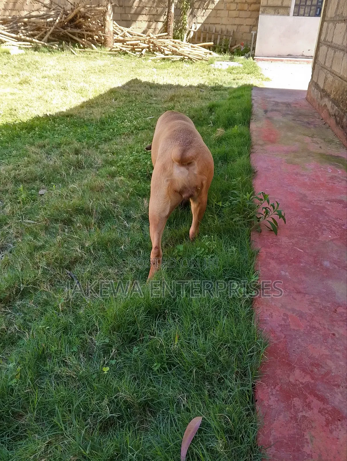 6-12 months Female Purebred Boerboel