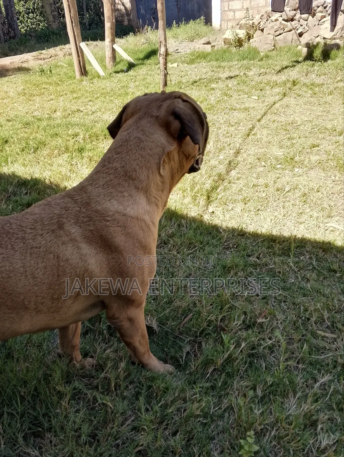 6-12 months Female Purebred Boerboel