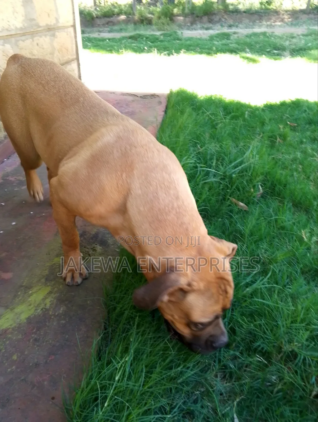 6-12 months Female Purebred Boerboel