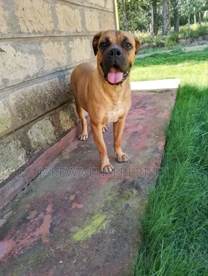 6-12 months Female Purebred Boerboel