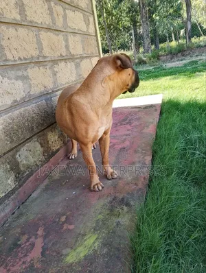 6-12 months Female Purebred Boerboel