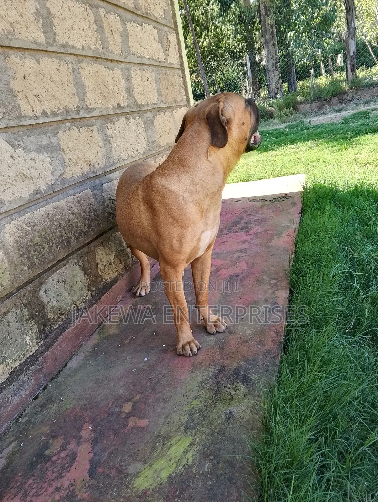 6-12 months Female Purebred Boerboel
