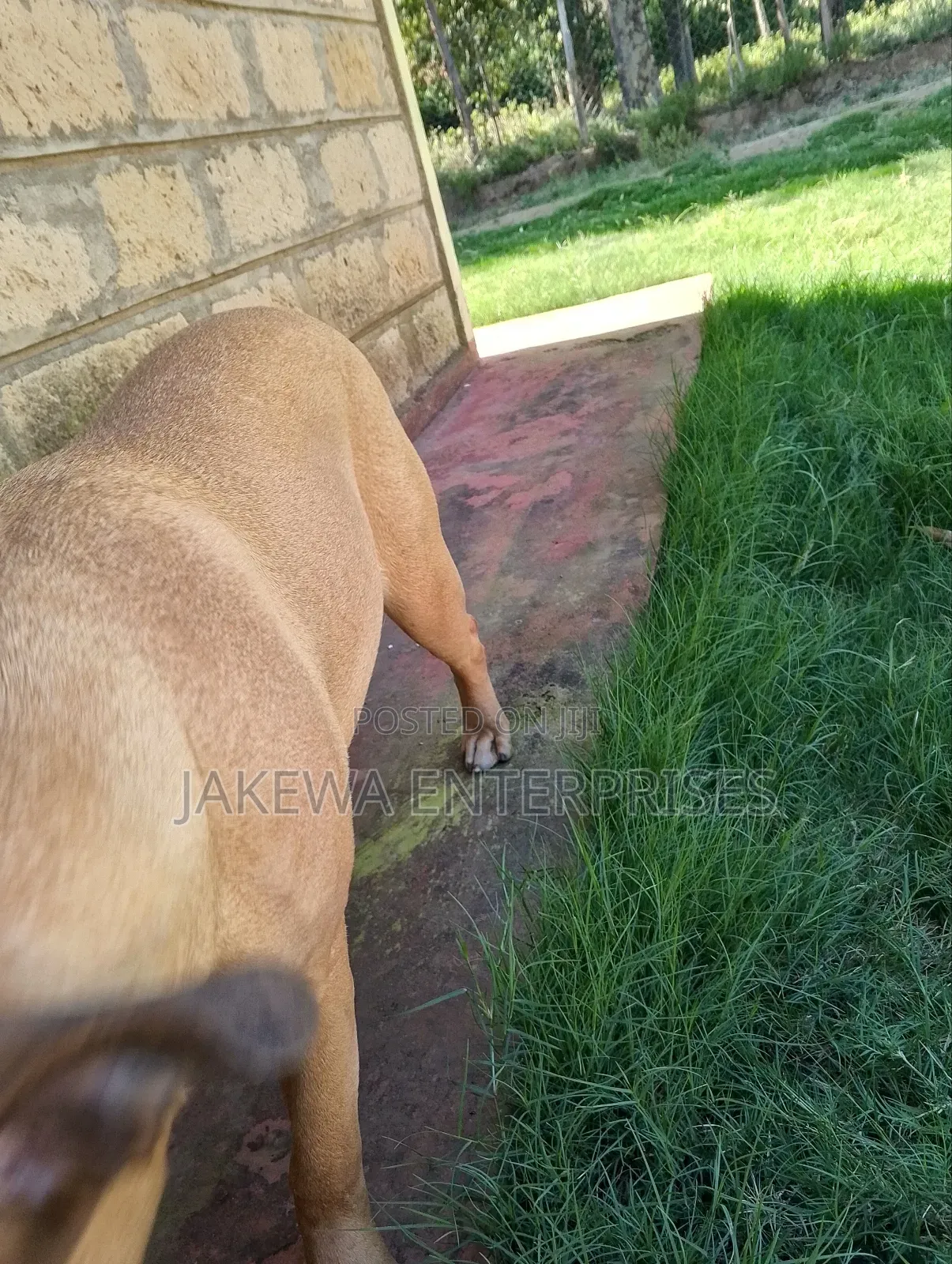 6-12 months Female Purebred Boerboel