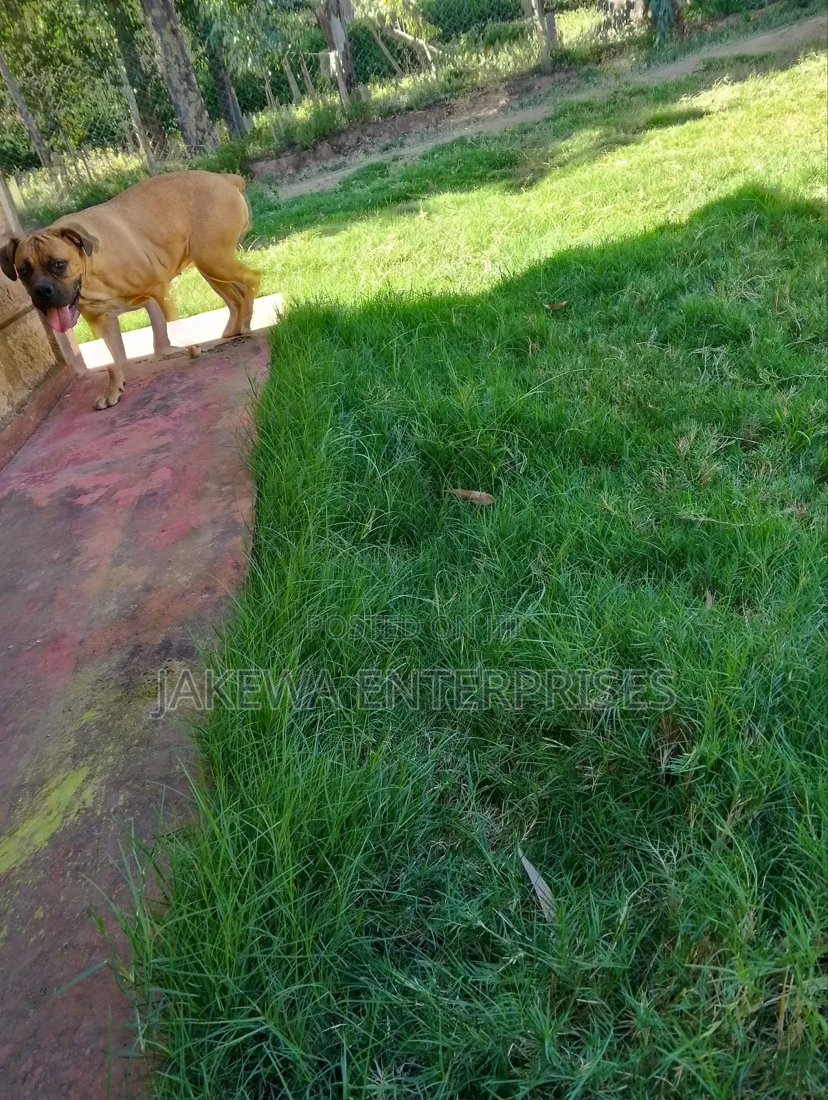 6-12 months Female Purebred Boerboel