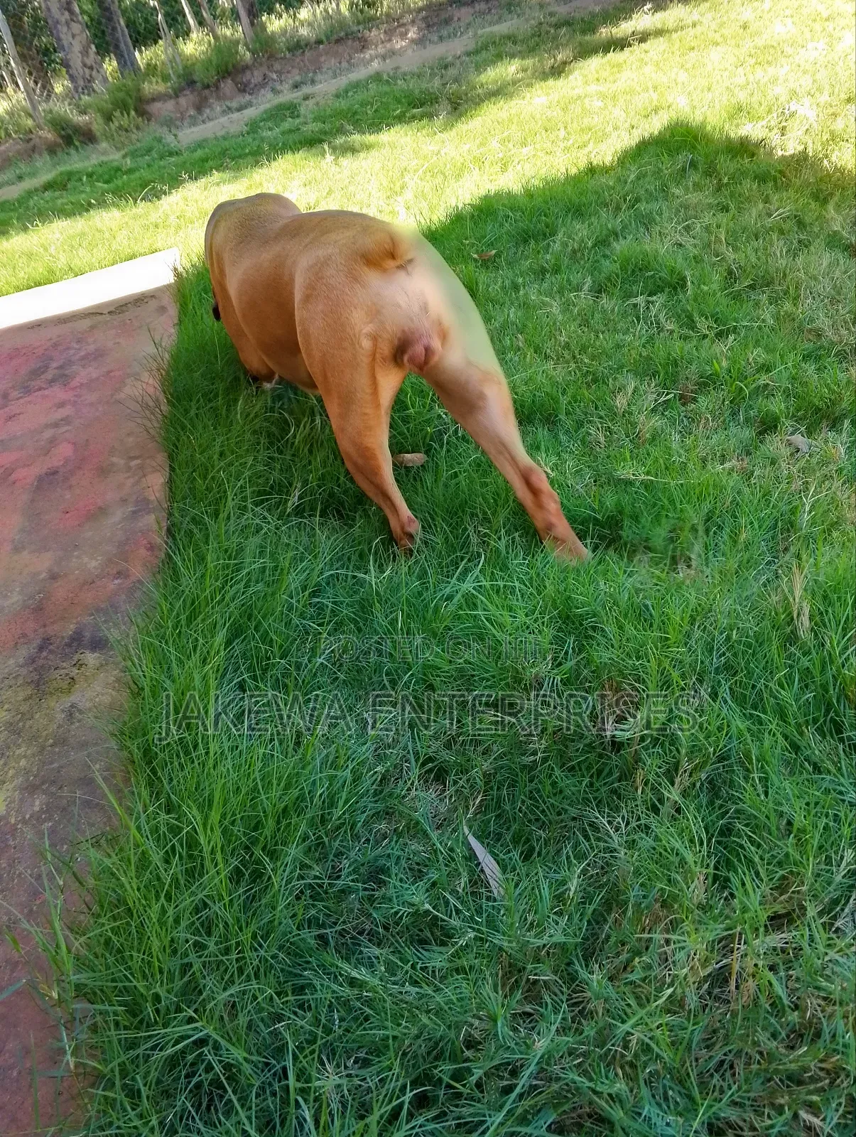 6-12 months Female Purebred Boerboel