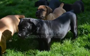 1-3 months Male Purebred Boerboel