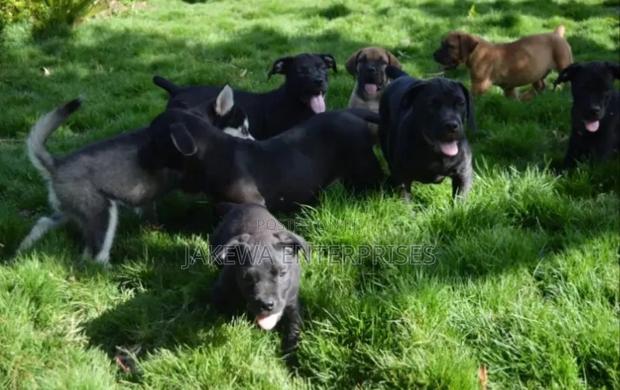 1-3 months Female Purebred Boerboel