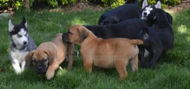 1-3 months Female Purebred Boerboel