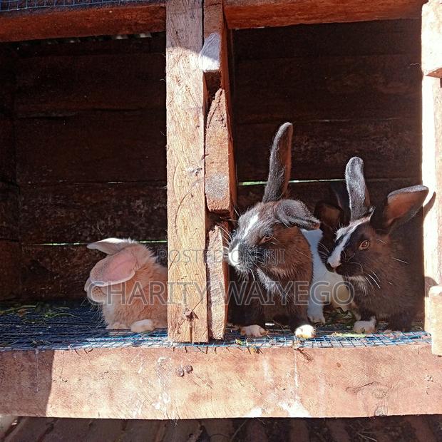 Quality Rabbits - thumbnail 15