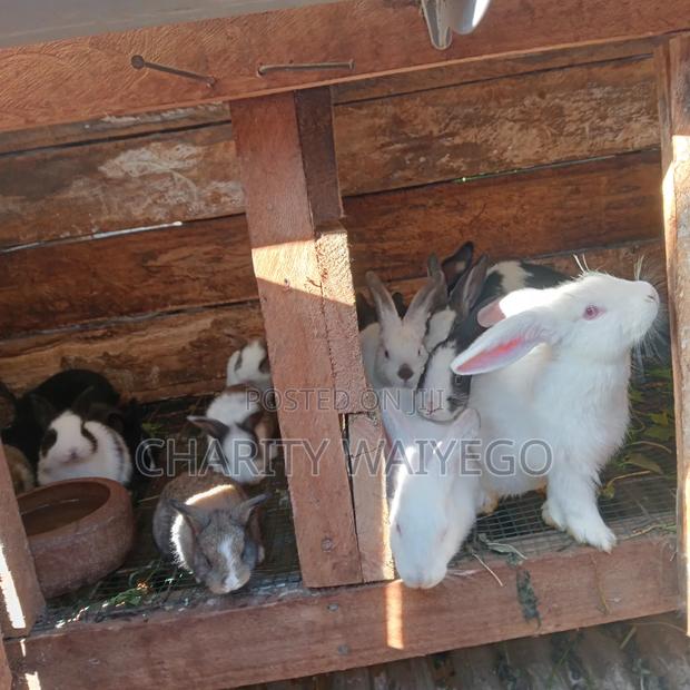 Quality Rabbits - thumbnail 16