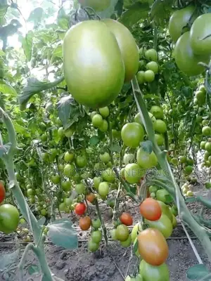 Greenhouse Construction And Irrigation Services