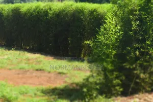 Ornamental (Miniature) Bamboo