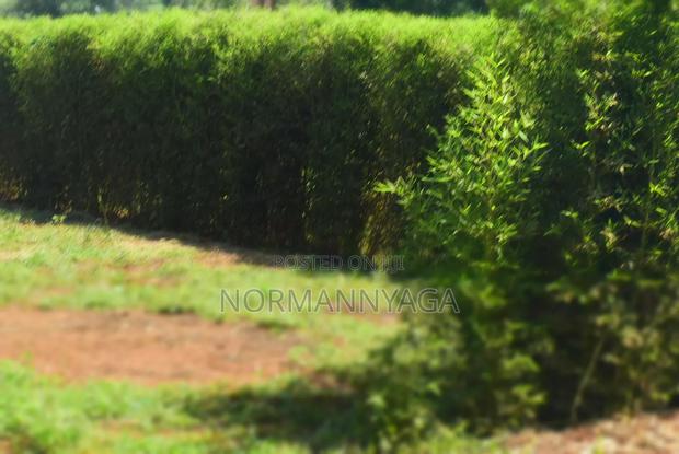 Ornamental (Miniature) Bamboo - thumbnail 5