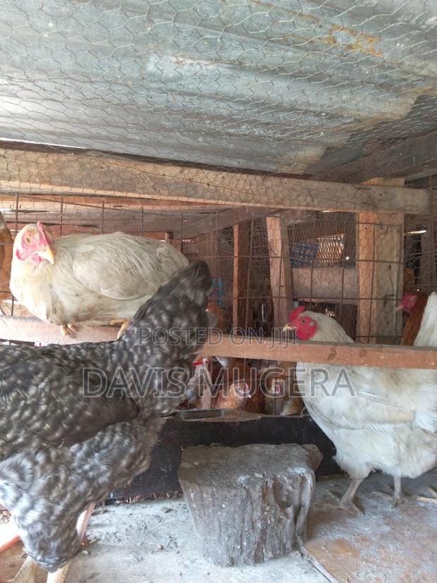 Point of Lay Improved Kienyeji Rainbow Chicken - Laying Hens