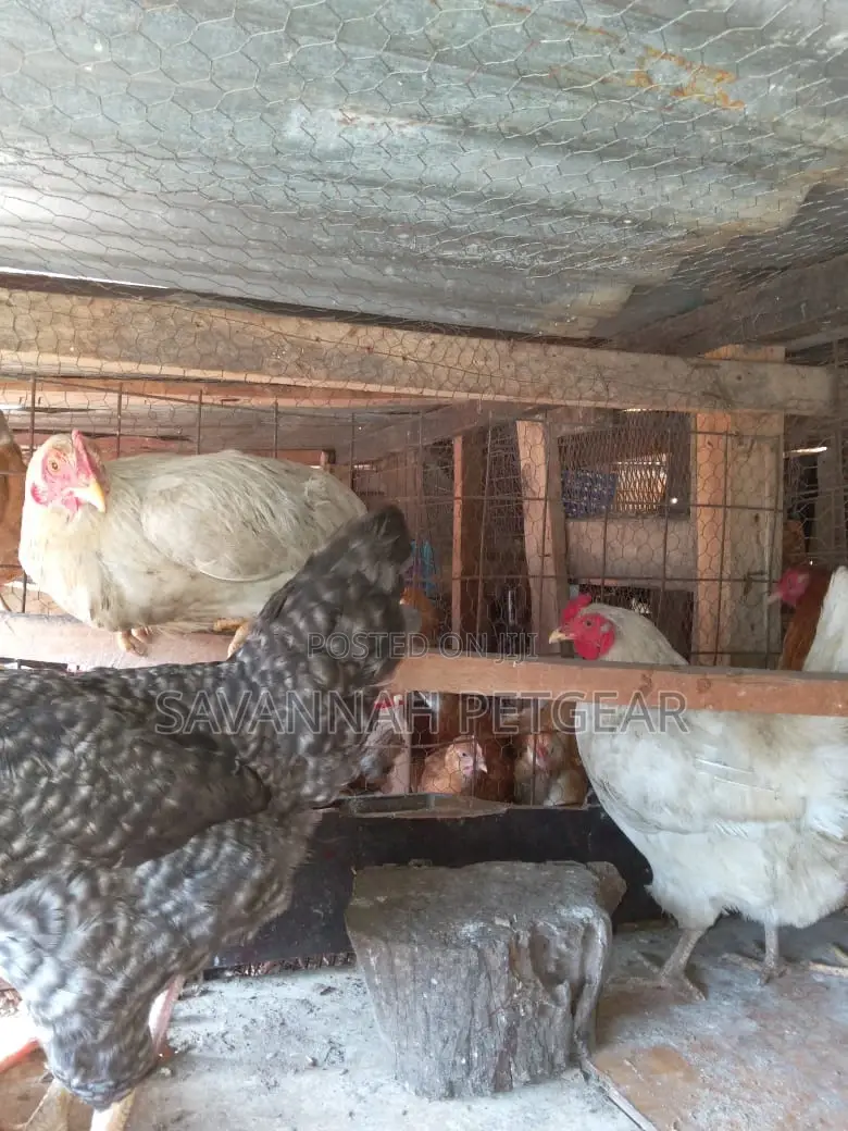 Point of Lay Improved Kienyeji Rainbow Chicken - Laying Hens