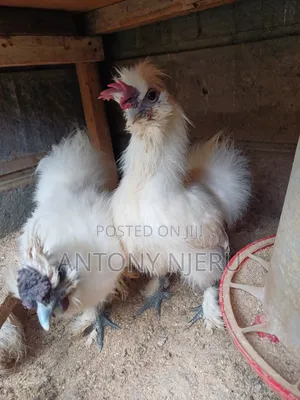 White Bantam Chicken + Eggs