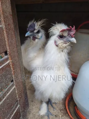 White Bantam Chicken + Eggs
