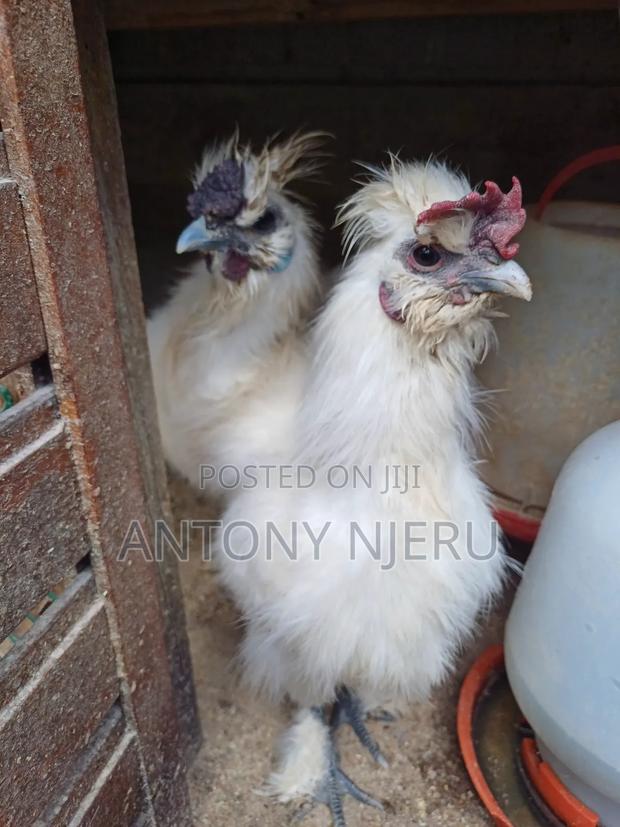 White Bantam Chicken + Eggs - thumbnail 3