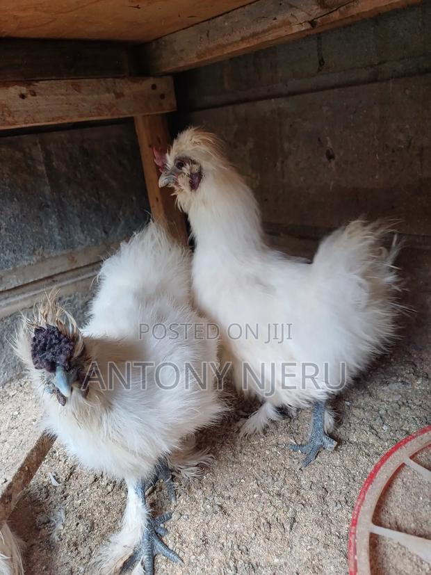 White Bantam Chicken + Eggs - thumbnail 4