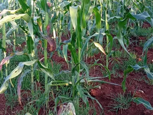 Land for Sale Maragua Pioneer