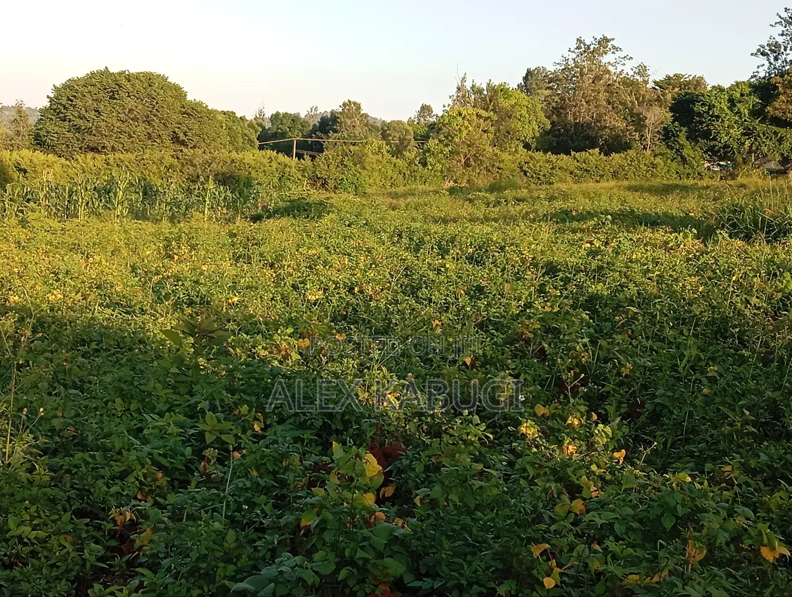 Land for Sale Maragua Pioneer