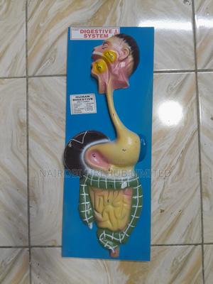 Human Digestion System Model - thumbnail 2