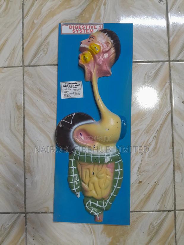 Human Digestion System Model - main view